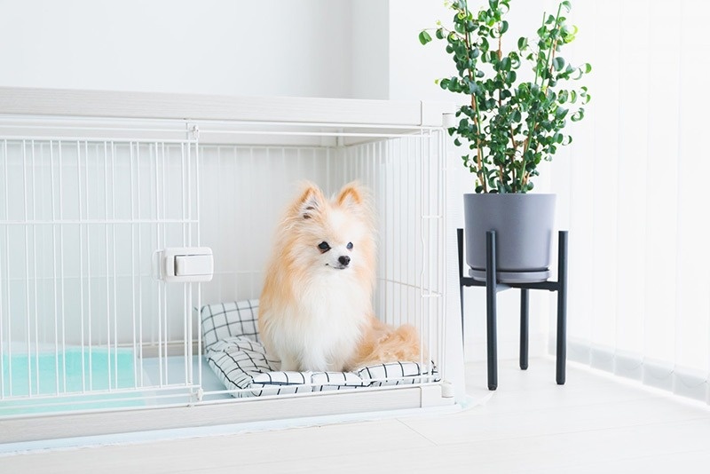 犬と暮らすマンションリノベーション